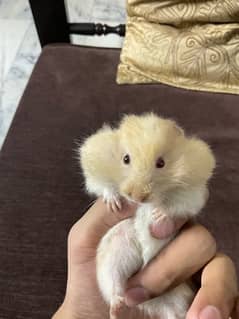 Cute Male Hamster for sale