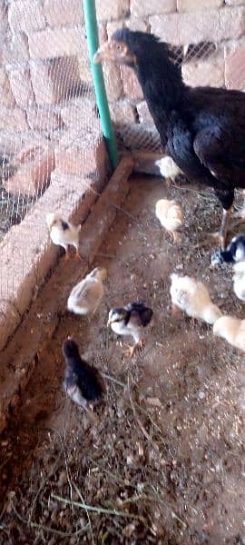aseel hen with 16 chicks 1