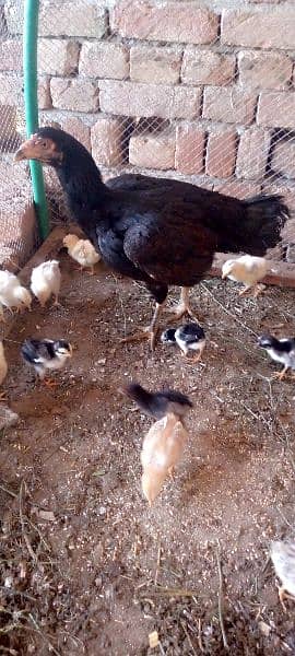 aseel hen with 16 chicks 2