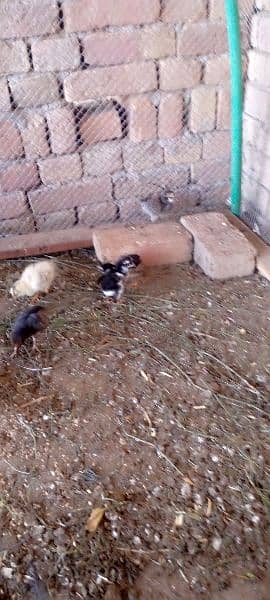 aseel hen with 16 chicks 3