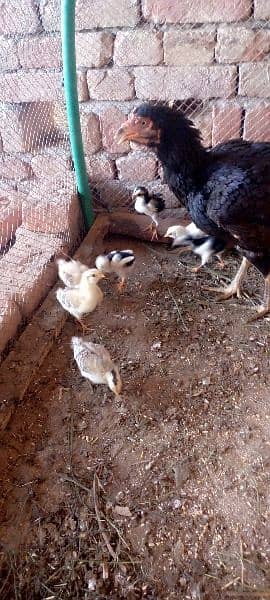 aseel hen with 16 chicks 4