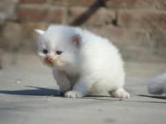 male kitten for sale