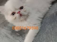 peke/ peki/ piki Persian kitten CFA bloodline 0