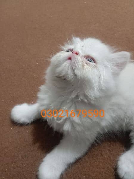 peke/ peki/ piki Persian kitten CFA bloodline 2