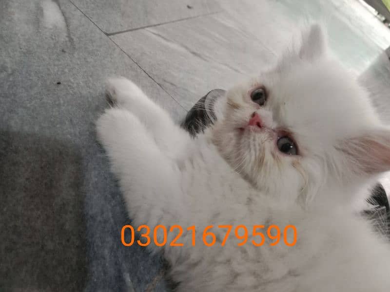 peke/ peki/ piki Persian kitten CFA bloodline 3