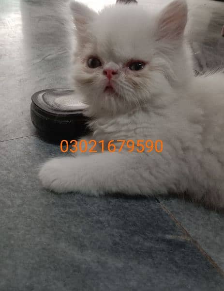 peke/ peki/ piki Persian kitten CFA bloodline 4