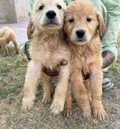 Golden Retriever imported bloodline Puppies