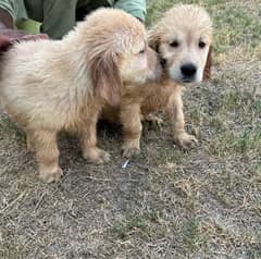 imported Golden Retriever puppies available for sale