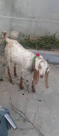 male goat