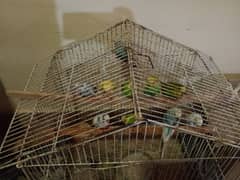 10 parrots with cage.