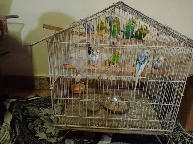 10 parrots with cage. 2