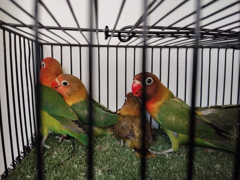 Green fisher split opaline split blue opline ficher love bird parrot 1