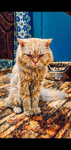 Persian cate