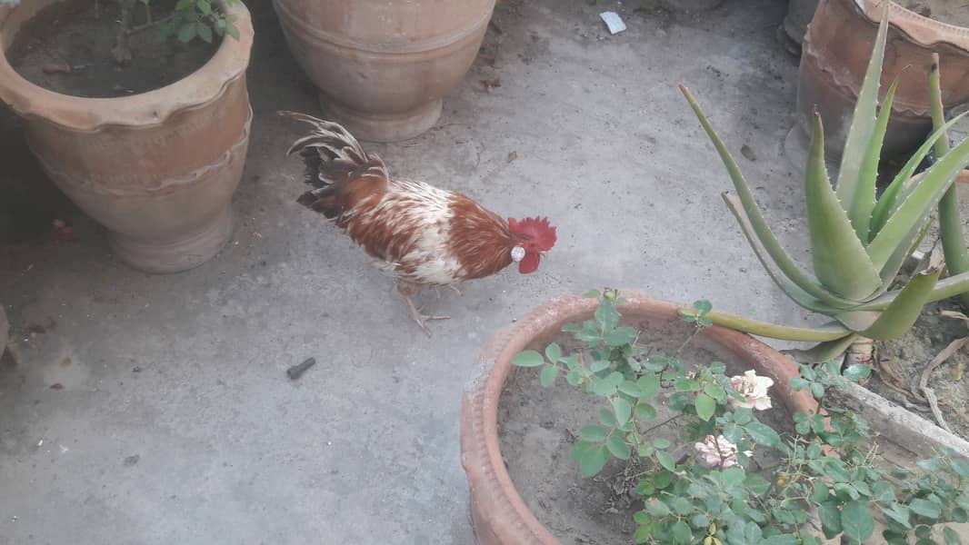 Desi hen/Murgia. 3