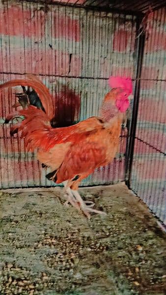 English game Hen Red colour 0
