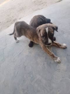 German shepherd puppies contact 03038173068 0