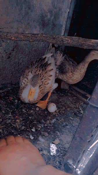 breeder duck pair hi 0