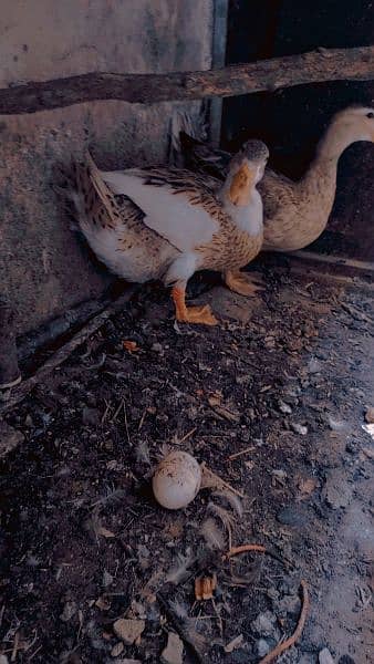 breeder duck pair hi 1