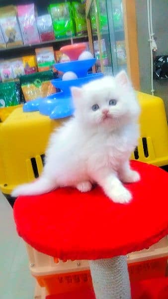 Persian long coat  semi punch face kitten 0