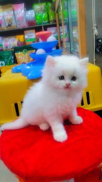 Persian long coat  semi punch face kitten 1