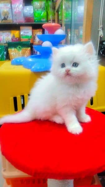 Persian long coat  semi punch face kitten 2