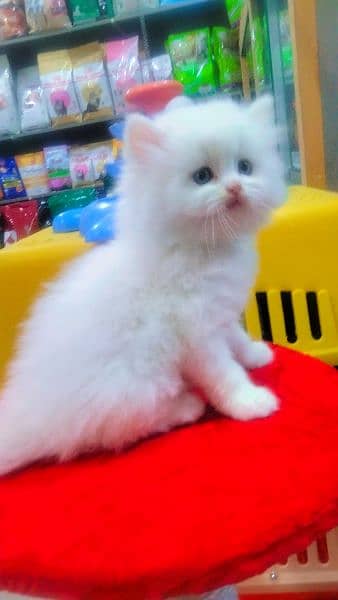 Persian long coat  semi punch face kitten 3