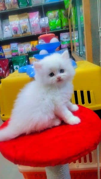 Persian long coat  semi punch face kitten 4