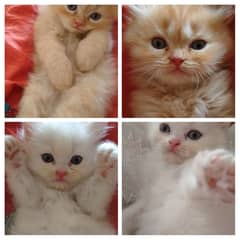 Dhamakdar offer on pure perisan kitten for sell