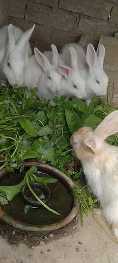 pure white Red eyes rabbit for sale one pair or 3 checks