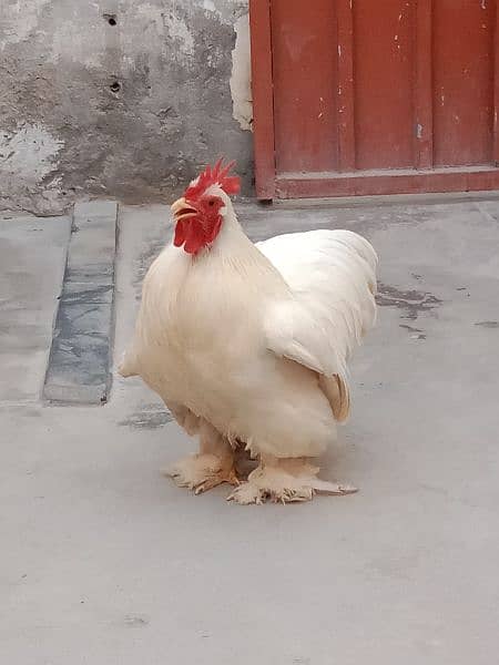 Male Bentom Hen For sale . . colour off-white 0