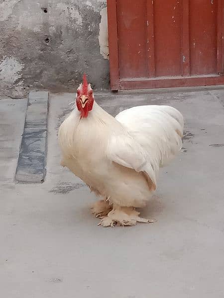 Male Bentom Hen For sale . . colour off-white 1