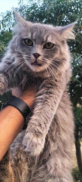 Persian female cat for sale 1