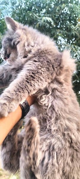 Persian female cat for sale 2