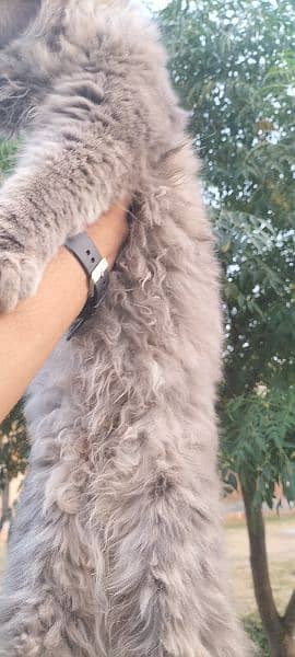 Persian female cat for sale 4