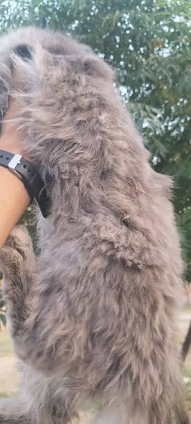 Persian female cat for sale 5