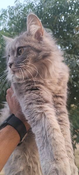 Persian female cat for sale 6