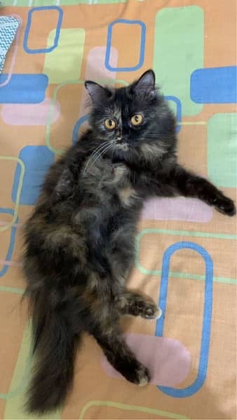 Persian Calico Female cat 6