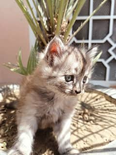 Persian cats female 03086266944 0