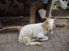 Goat (Bakray)
