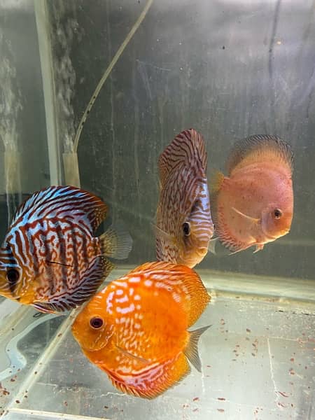 Discus Fish Jumbo Size 0