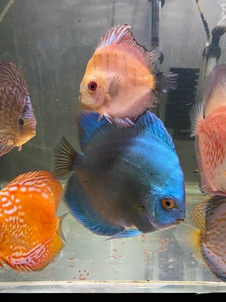 Discus Fish Jumbo Size 1