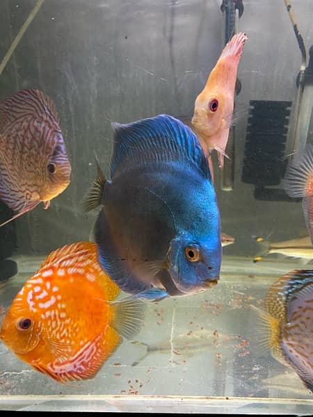 Discus Fish Jumbo Size 2