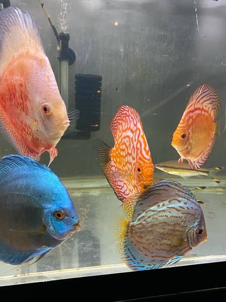 Discus Fish Jumbo Size 5