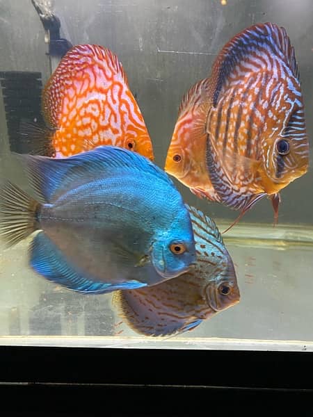 Discus Fish Jumbo Size 6