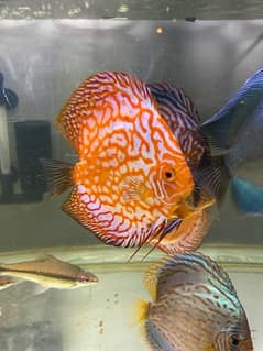 Discus