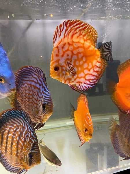 Discus Fish Jumbo Size 8