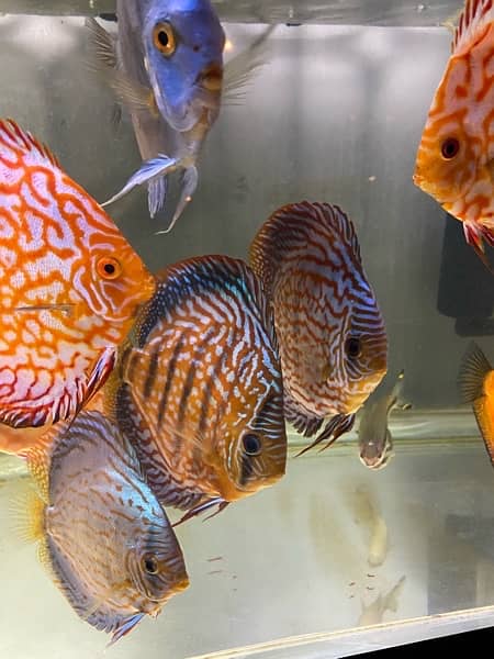 Discus Fish Jumbo Size 9