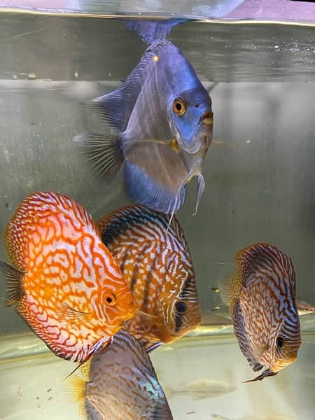 Discus Fish Jumbo Size 10