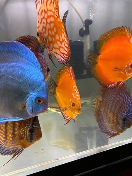 Discus Fish Jumbo Size 12