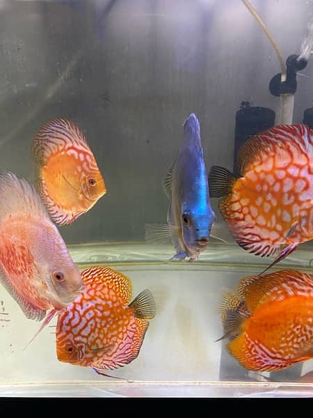 Discus Fish Jumbo Size 16